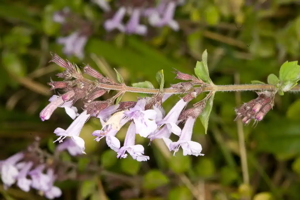 Foto de Clinopodium nepeta (Clinopodium nepetas)