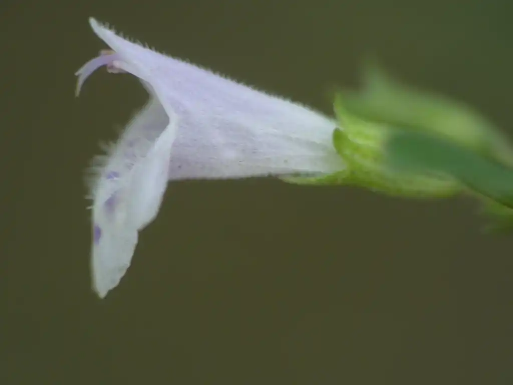 Foto de Clinopodium nepeta - Side view of flower:Luciano Arcorace