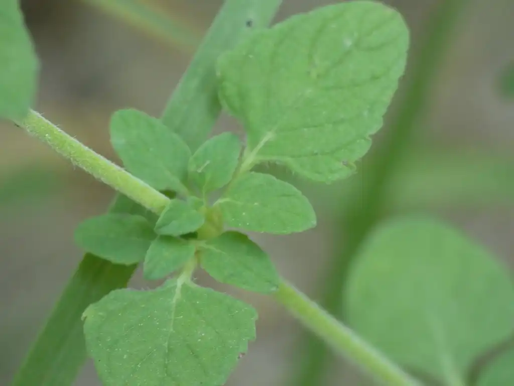 Foto de Clinopodium nepeta - Leaf closeup:Luciano Arcorace