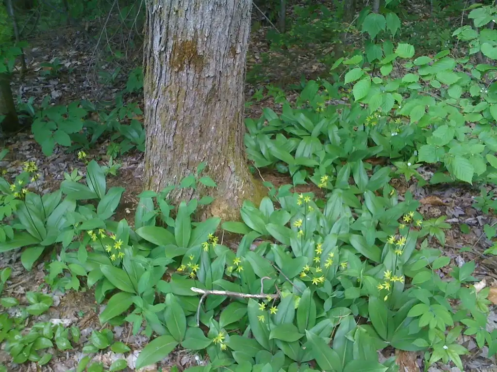 Фото Clintonia borealis (Clintonia borealiss)