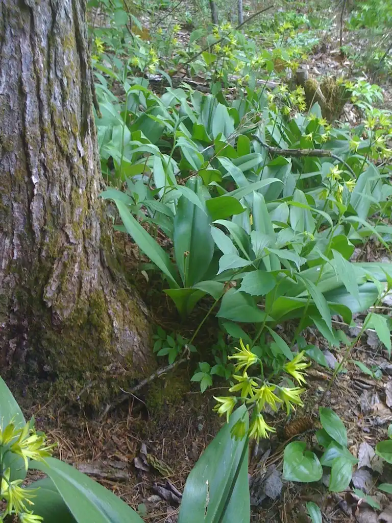 Фото Clintonia borealis (Clintonia borealiss)