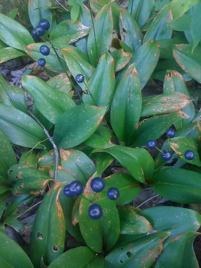 Фото Clintonia borealis - leaves and flowers:Charle de Millie Isles