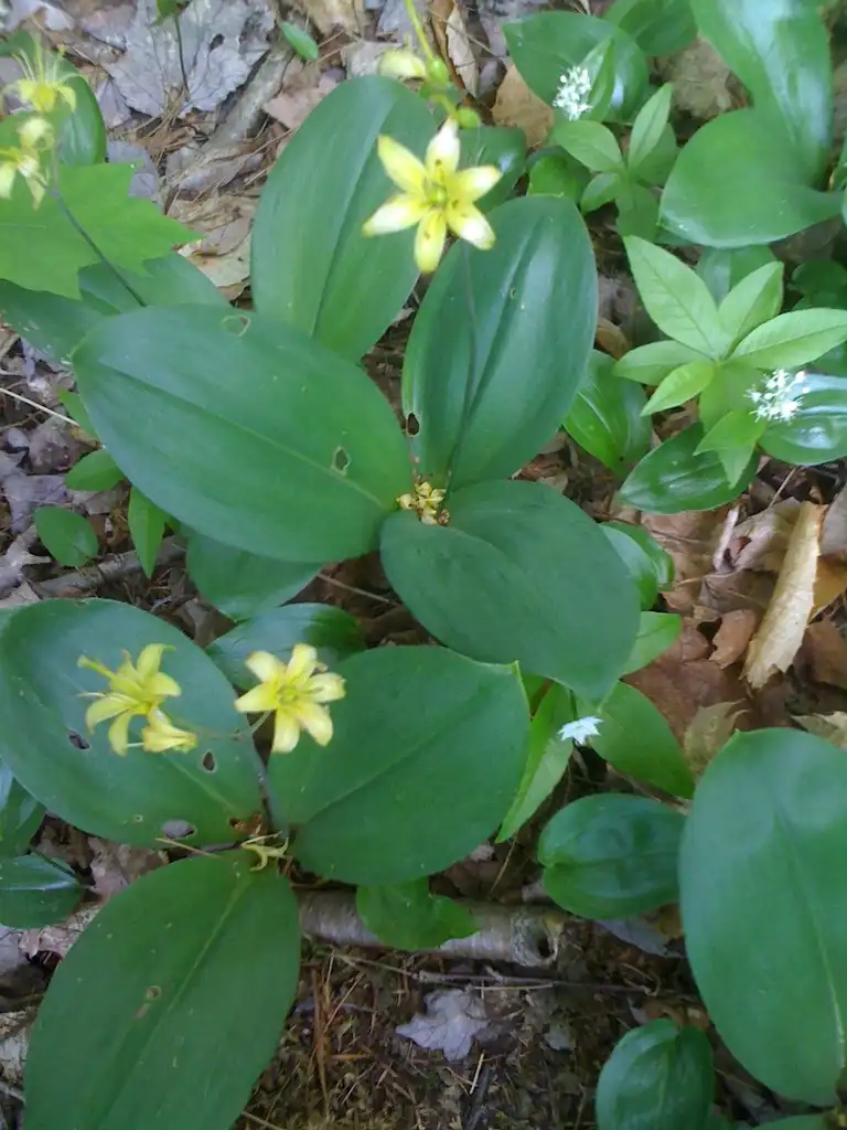 Фото Clintonia borealis - leaves and flowers:Charles de Mille-Isles