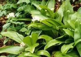 Photo of Clintonia umbellulata (Clintonia umbellulatas)