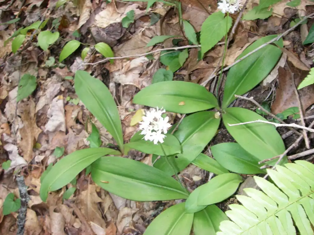 Photo of Clintonia umbellulata (Clintonia umbellulatas)
