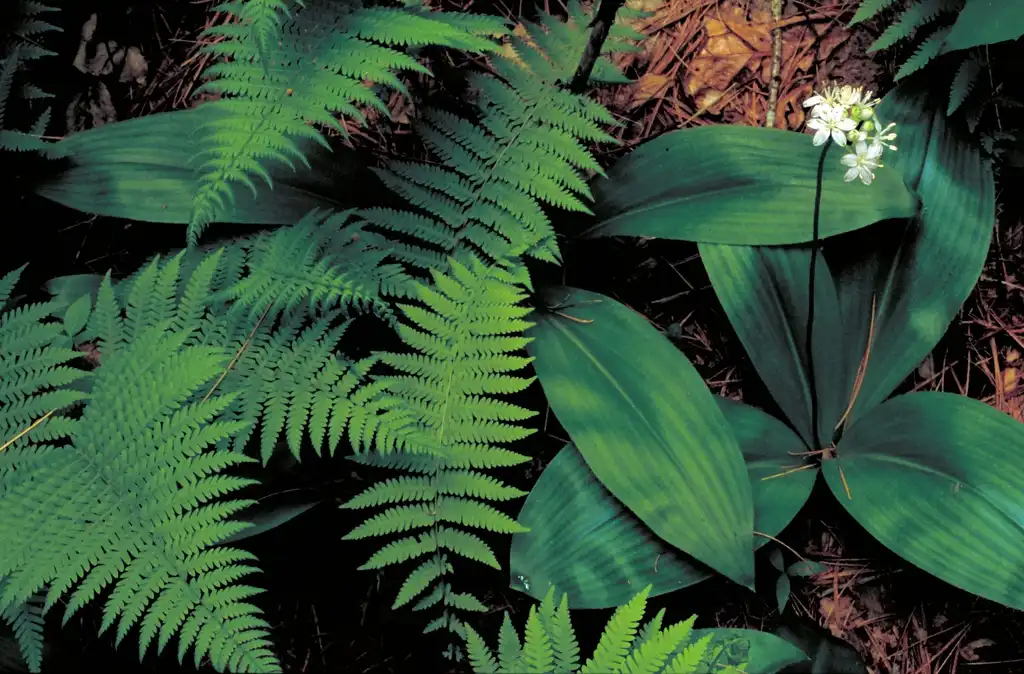Photo of Clintonia umbellulata - leaves and flowers:Barnes Dr Thomas G