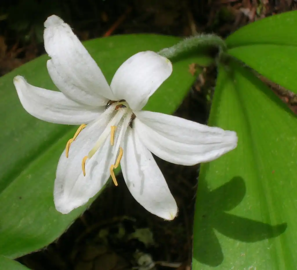 Photo of Clintonia uniflora (Clintonia unifloras)