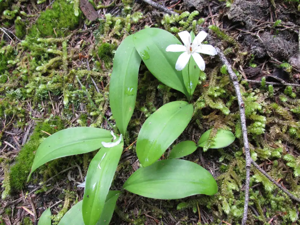 Photo of Clintonia uniflora (Clintonia unifloras)