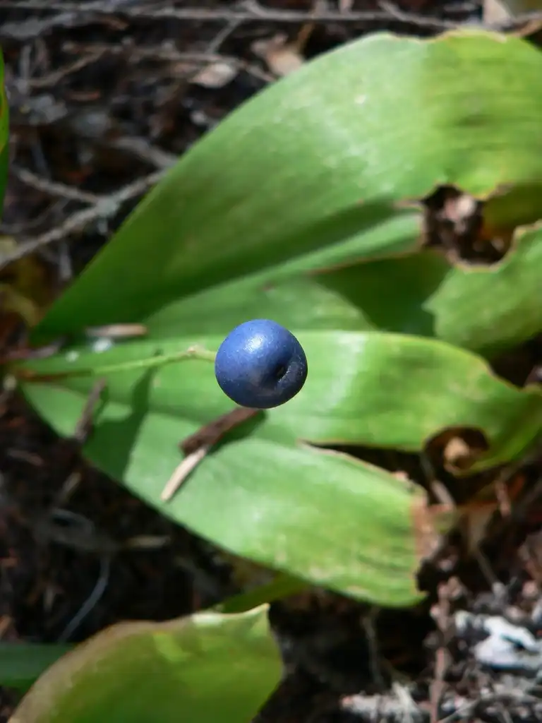 Photo of Clintonia uniflora - Fruit:Walter Siegmund