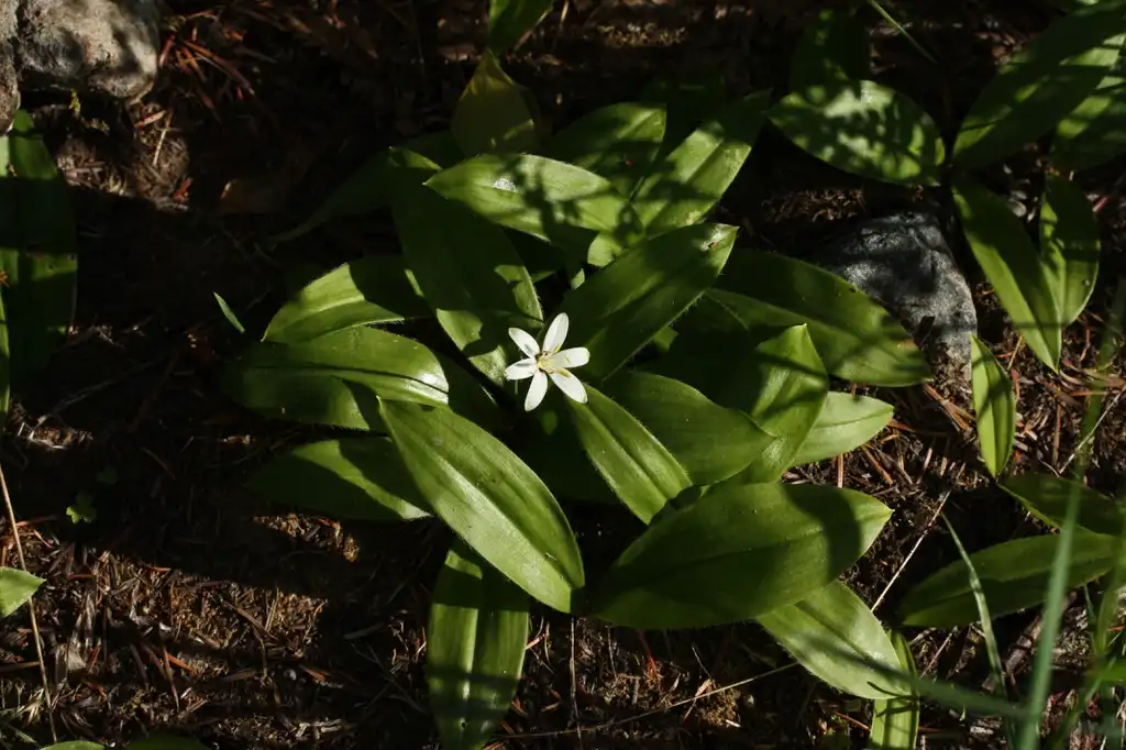 Photo of Clintonia uniflora - Form:Walter Siegmund