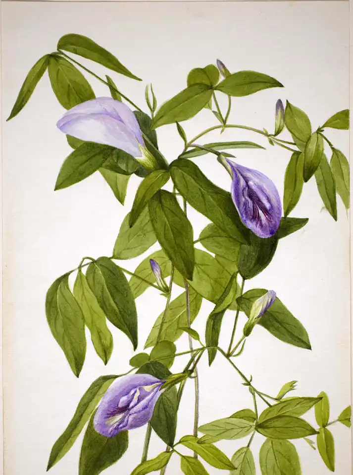 Photo of Clitoria mariana (Clitoria marianas)