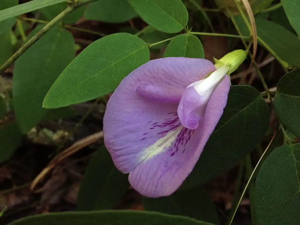 Photo of Clitoria mariana (Clitoria marianas)