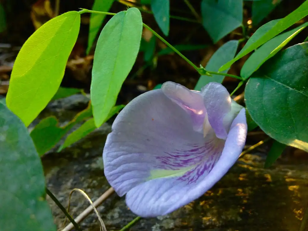 Photo of Clitoria mariana - leaves and flowers:Fritz Flohr Reynolds