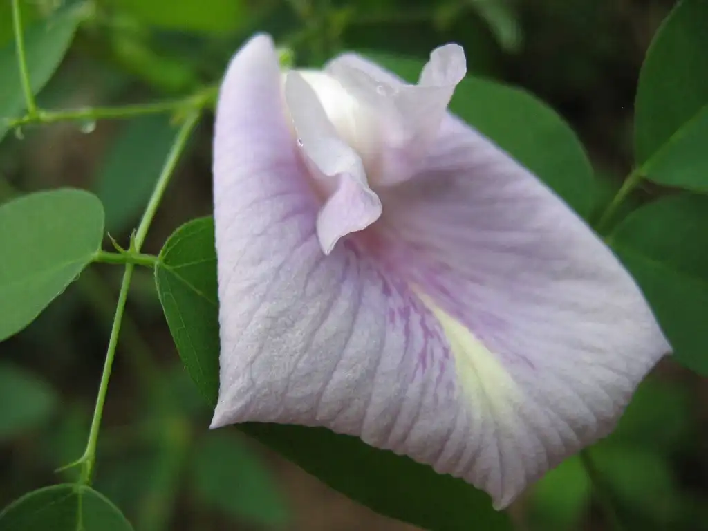 Photo of Clitoria mariana - leaves and flowers:laogooli