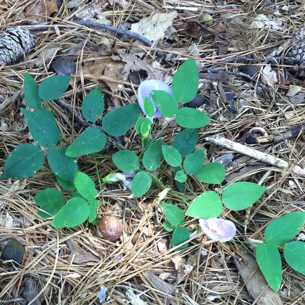 Photo of Clitoria mariana - leaves:Andrea Laine