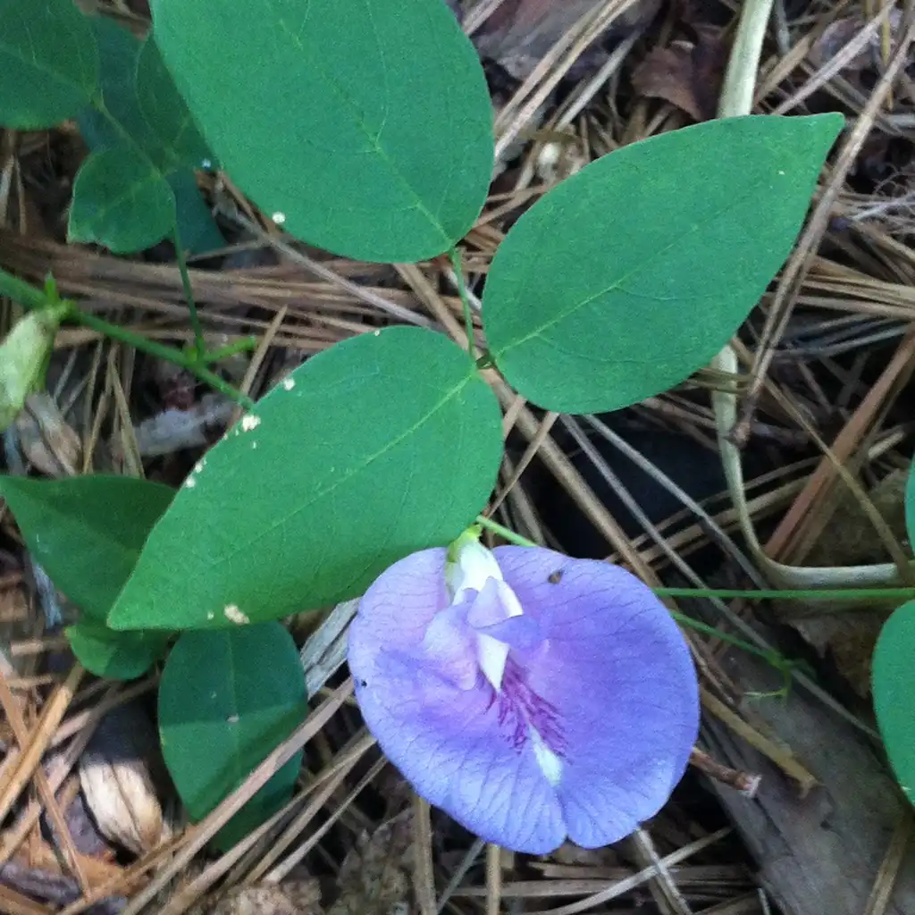 Photo of Clitoria mariana - flower:Andrea Laine