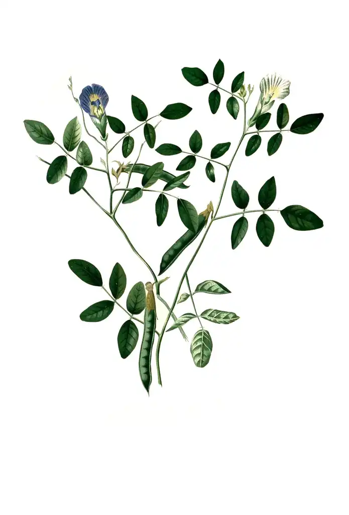 Photo of Clitoria ternatea (Clitoria ternateas)