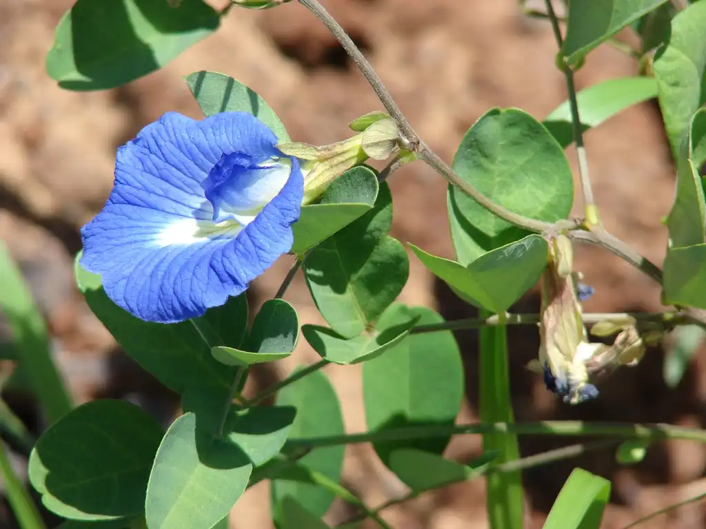 Photo of Clitoria ternatea - Flower and leaves:Forest & Kim Starr