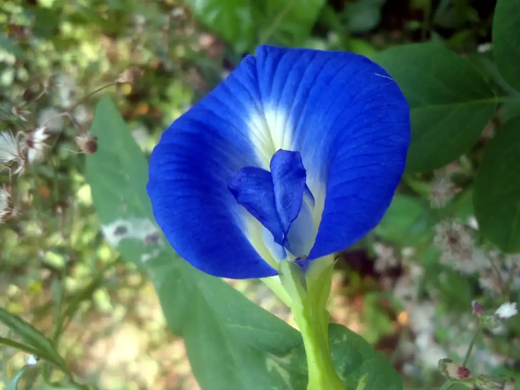 Photo of Clitoria ternatea - leaves and flowers:Adityamadhav83