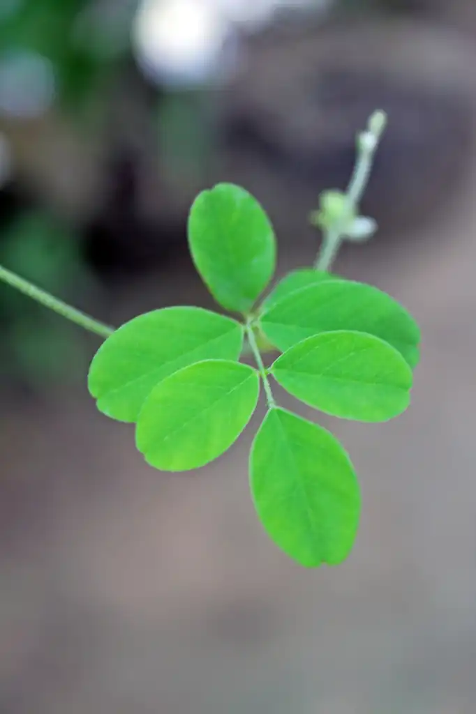 Photo of Clitoria ternatea - leaves:Tulsi Bhagat
