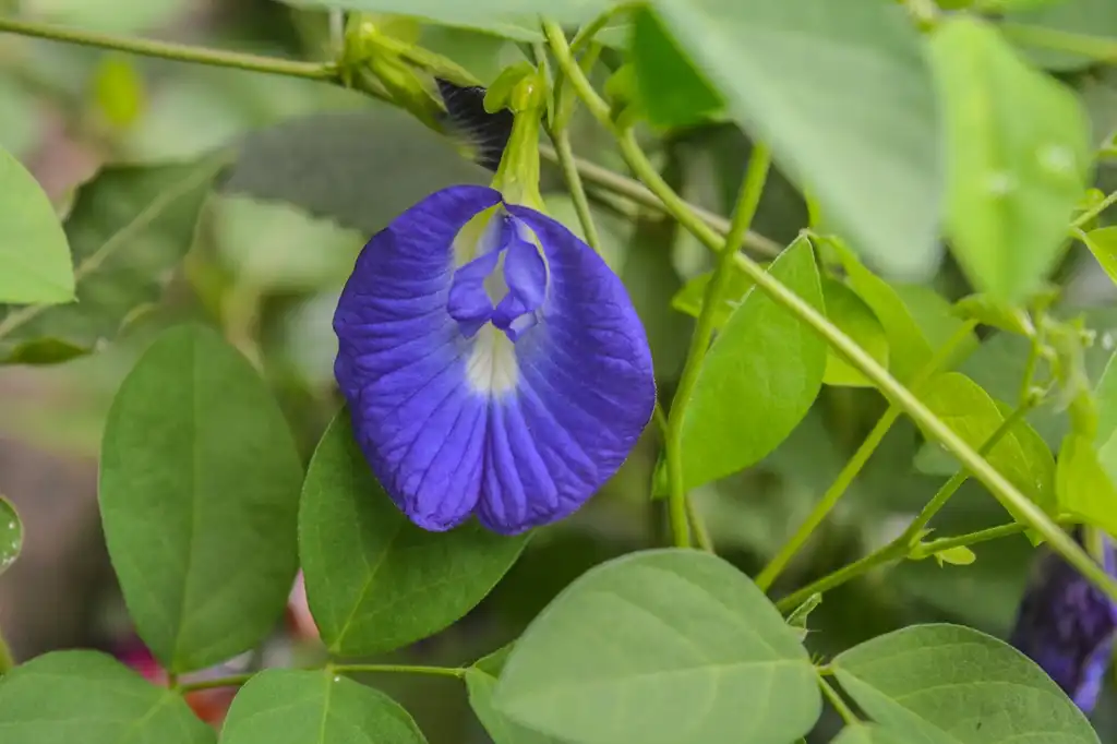 Photo of Clitoria ternatea - leaves and flowers:Syed Sajidul Islam