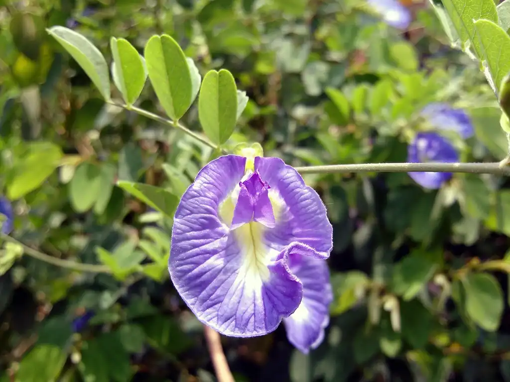 Photo of Clitoria ternatea - leaves and flowers:Thamizhpparithi Maari