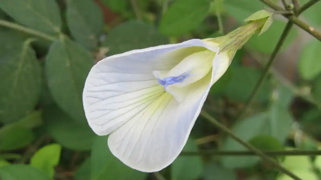 Photo of Clitoria ternatea - leaves and flowers:Sathyadev Narayanasamy