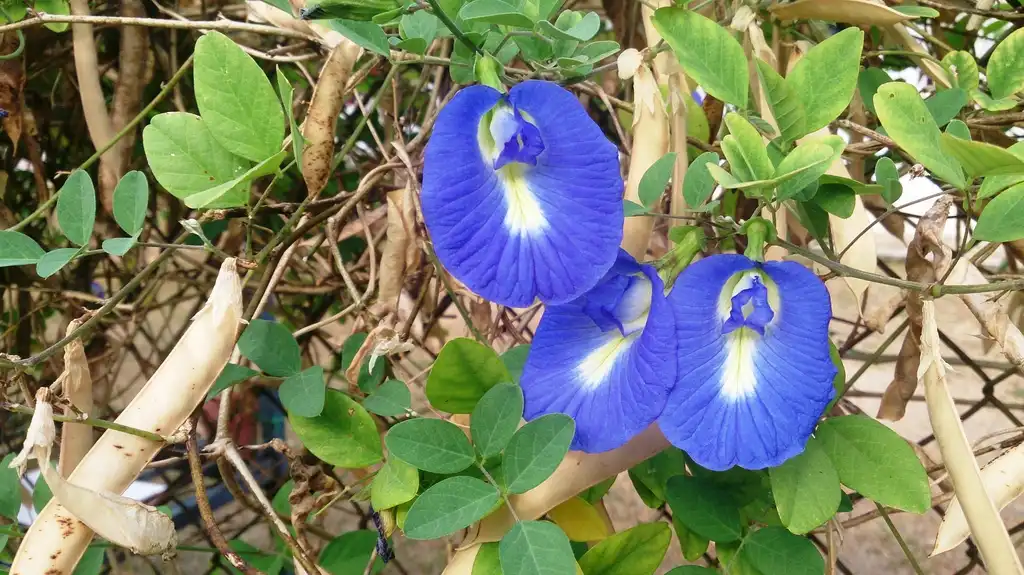 Photo of Clitoria ternatea - leaves and flowers:Mokkie