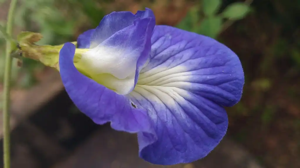 Photo of Clitoria ternatea - leaves and flowers:Vijayanrajapuram