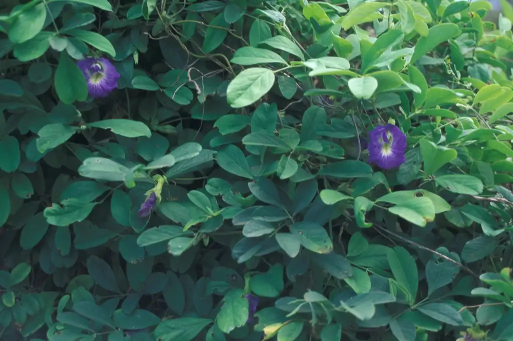 Photo of Clitoria ternatea - leaves and flowers:Forest & Kim starr