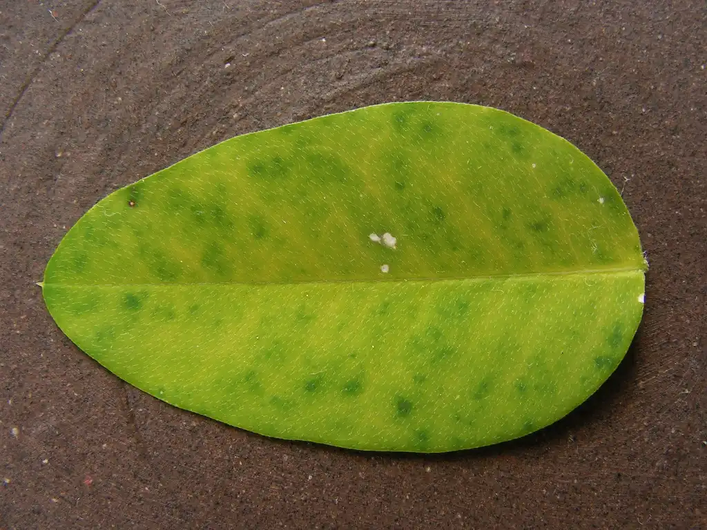Photo of Clitoria ternatea - leaf:Bff