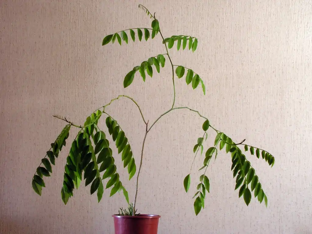 Photo of Clitoria ternatea - leaves:Bff