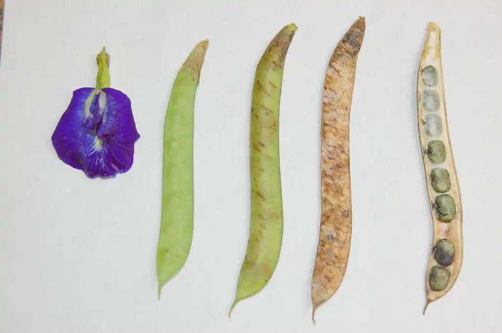 Photo of Clitoria ternatea - flower and pods:Eget arbete
