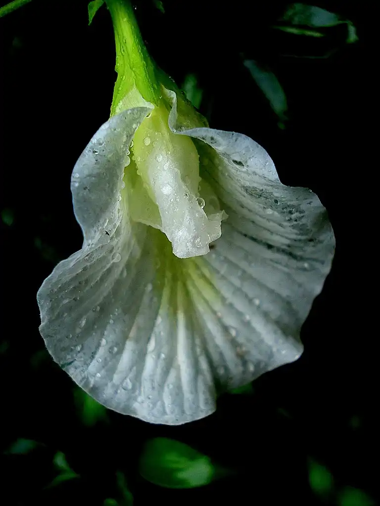 Photo of Clitoria ternatea - flower:Aruna