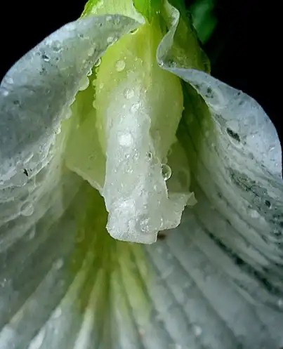 Photo of Clitoria ternatea - flower:Aruna