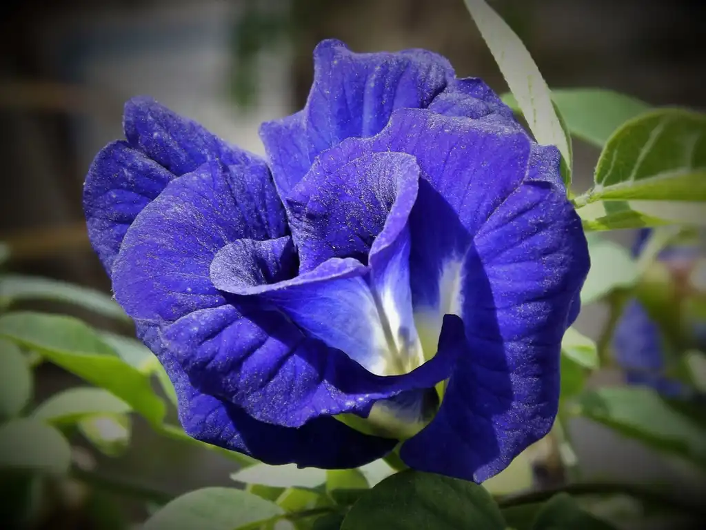 Photo of Clitoria ternatea - flower:Carlos E. Perez S.L