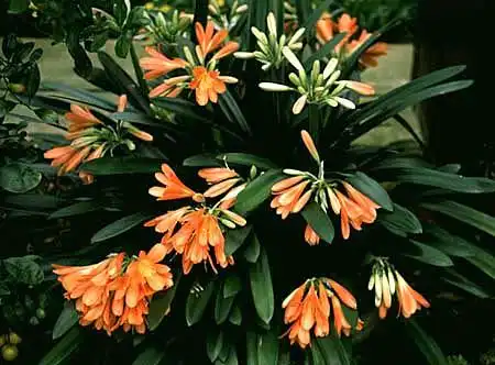 Photo of Clivia miniata (Clivia miniatas)