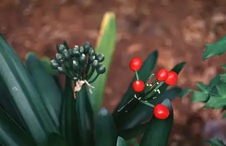 Photo of Clivia miniata (Clivia miniatas)