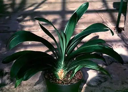 Photo of Clivia miniata - :