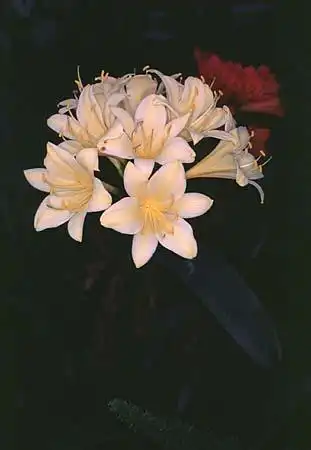 Photo of Clivia miniata - :