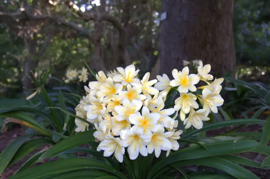 Photo of Clivia miniata - leaves and flowers:Axxter99