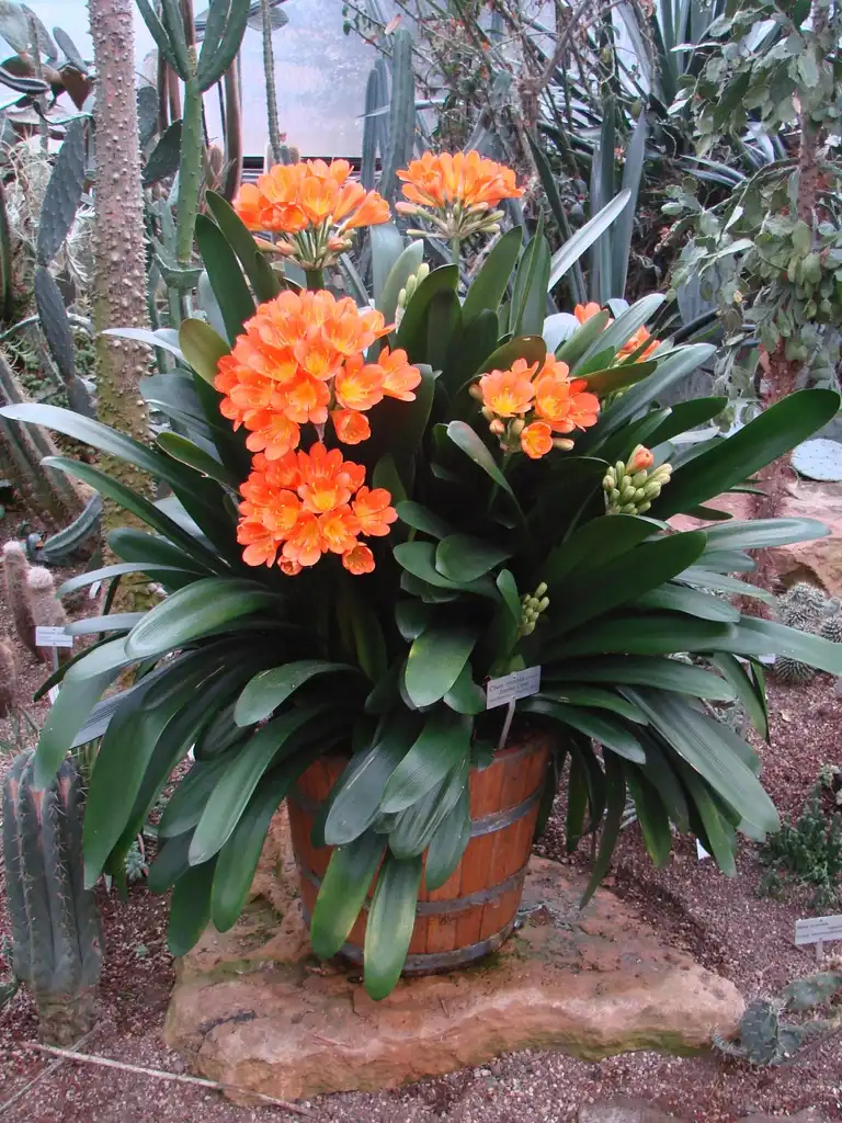 Photo of Clivia miniata - leaves and flowers:Guérin Nicolas