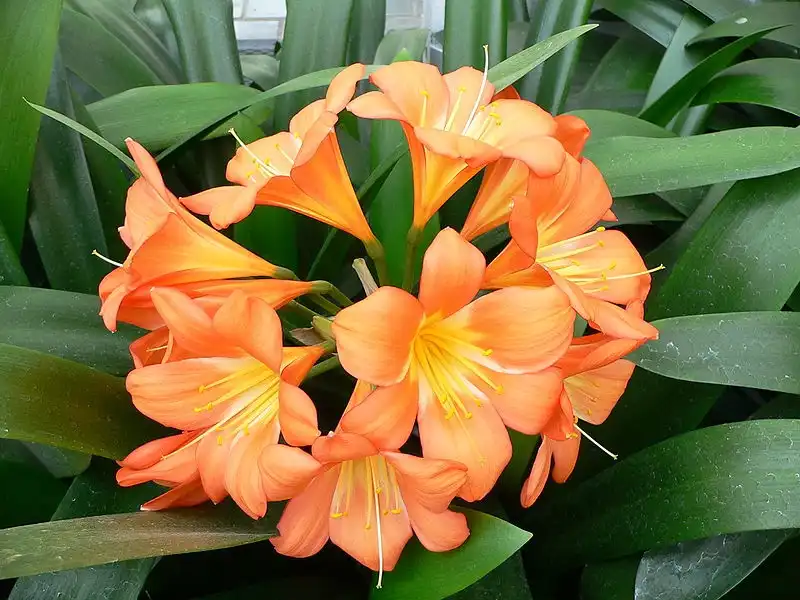 Photo of Clivia miniata - leaves and flowers:Raul654