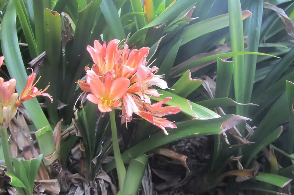 Photo of Clivia miniata - Clivia miniata Regel, flowes and leaves:Ewen Cameron
