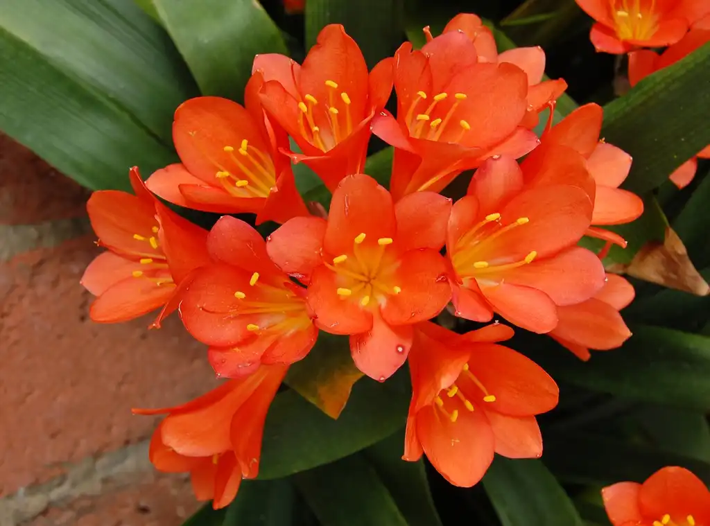 Photo of Clivia (Clivias)