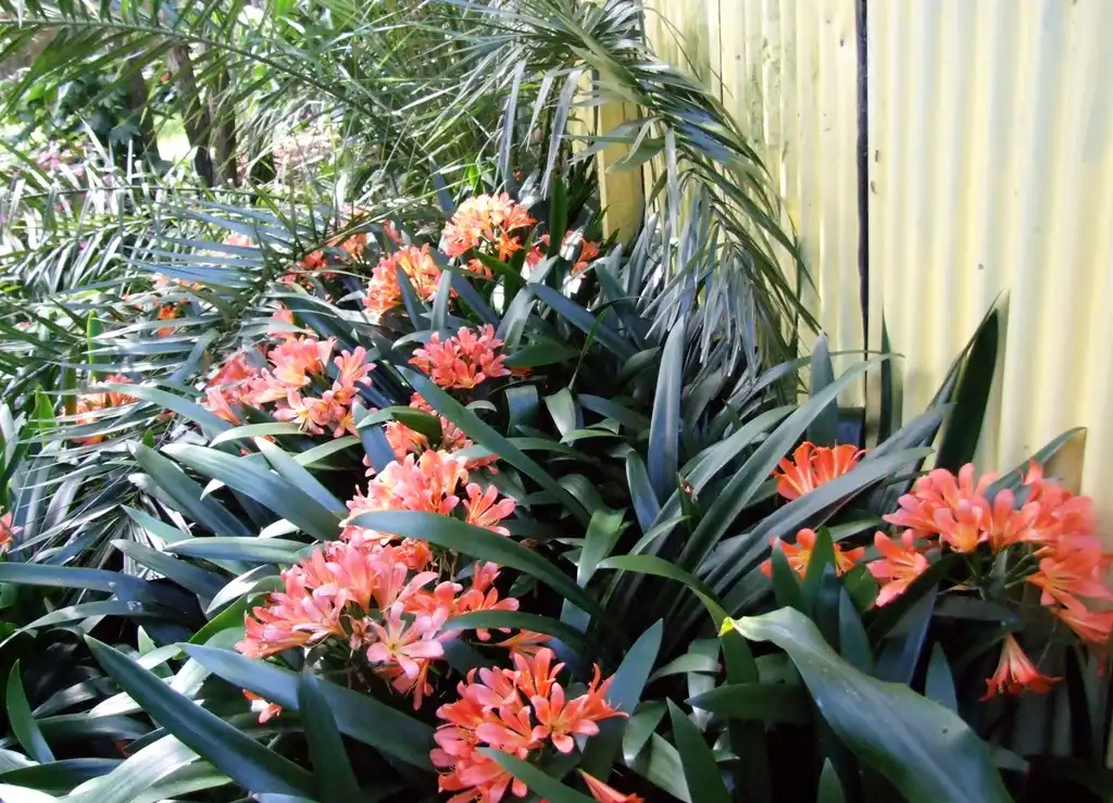 Photo of Clivia (Clivias)