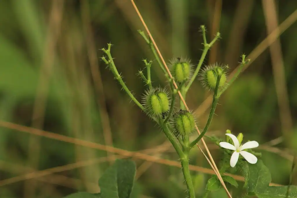 Фото Cnidoscolus stimulosus (Cnidoscolus stimulosuss)