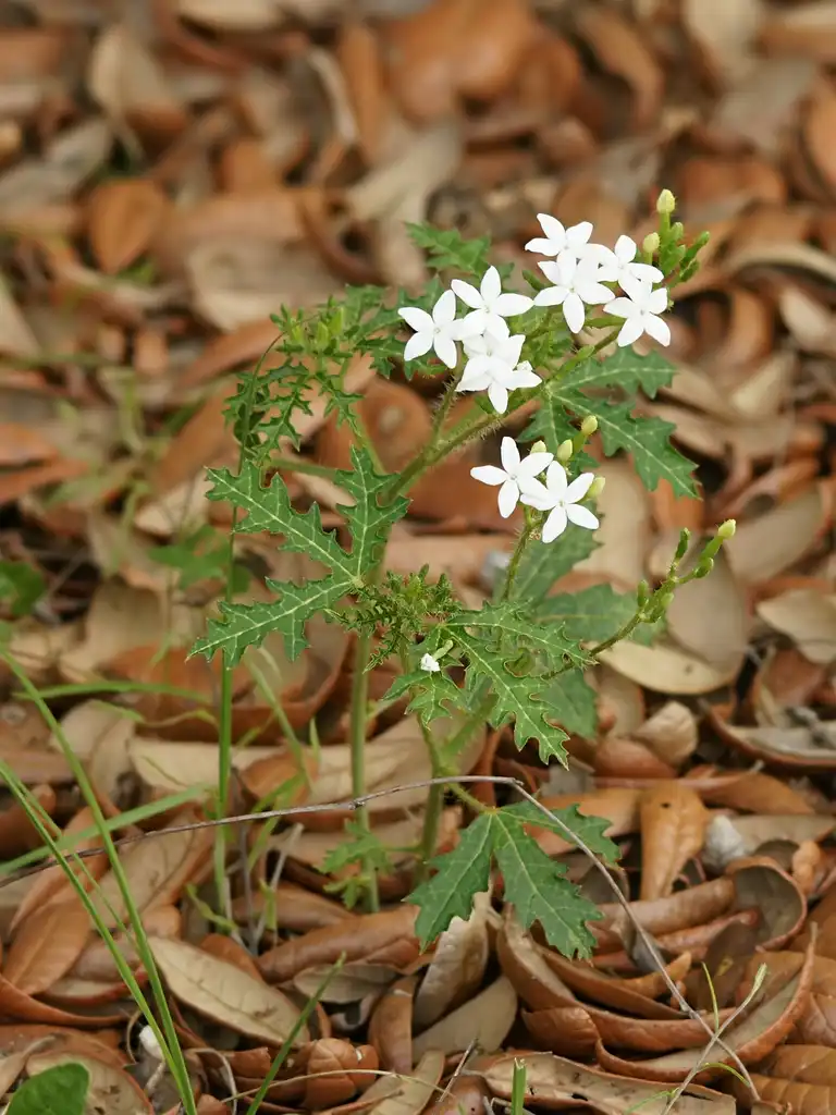 Фото Cnidoscolus stimulosus (Cnidoscolus stimulosuss)