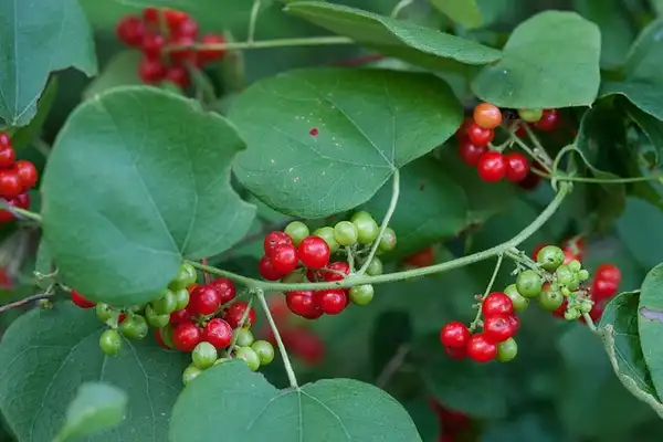 Foto de Cocculus carolinus (Cocculus carolinuss)
