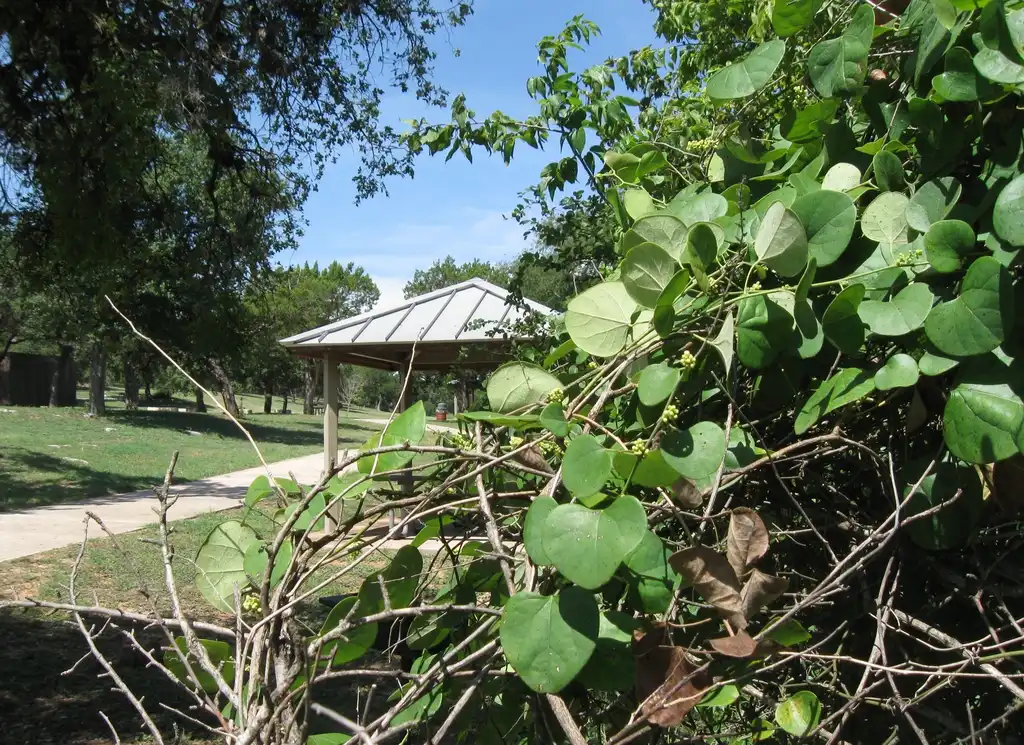 Foto de Cocculus carolinus (Cocculus carolinuss)